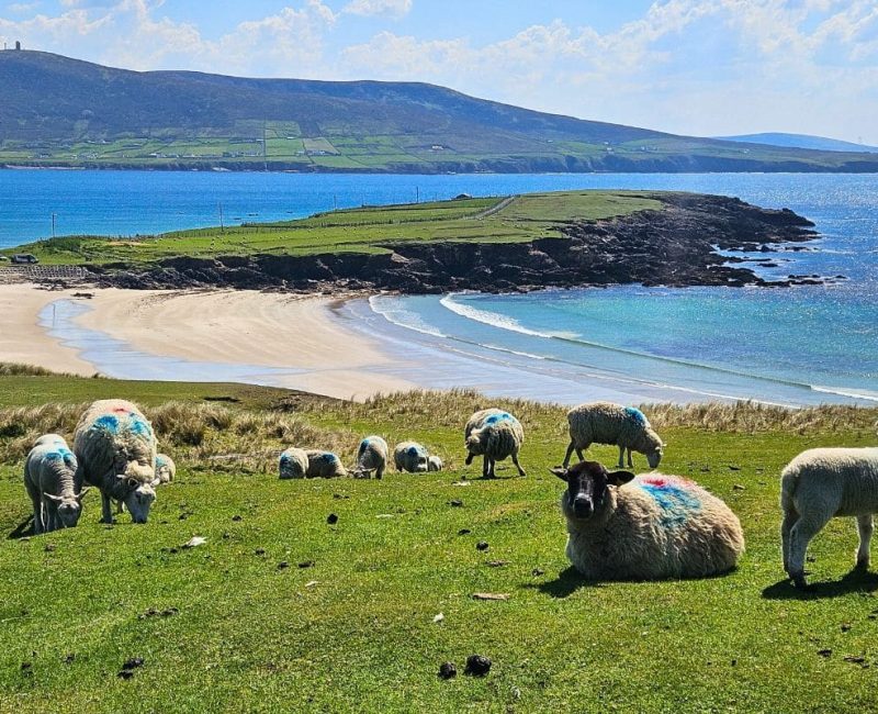 ireland-guided-hike-sheep-beach