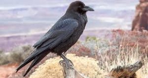 birds of ireland - Raven - Ireland hiking tours