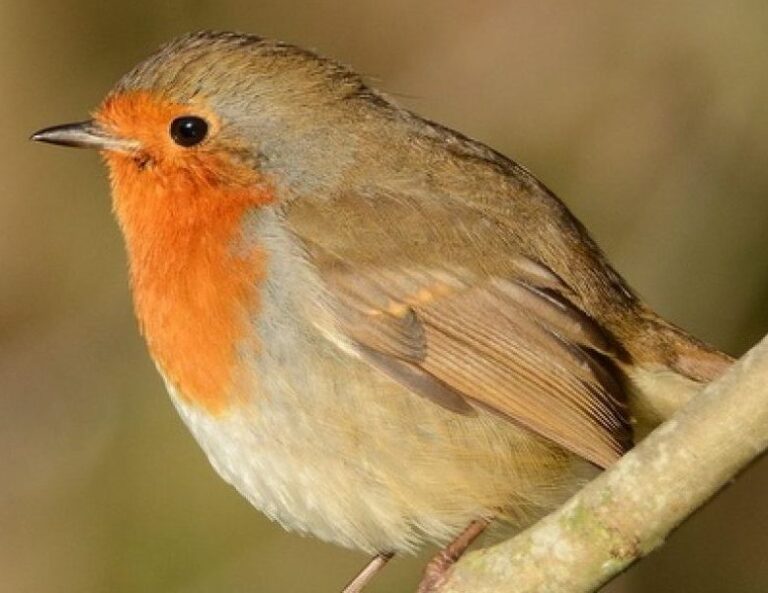 Robin 1 e1588753314307