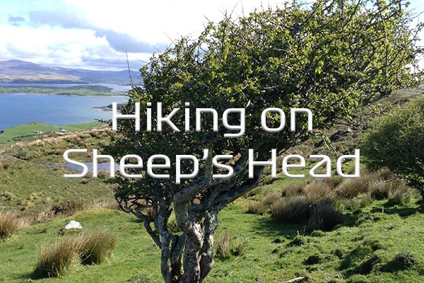 Featured Image Sheeps Head