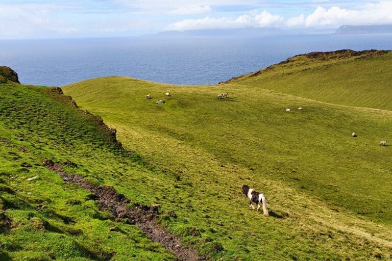 Clare Island horse sheep scaled