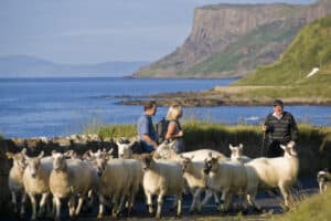 Antrim Coast Ballycastle Sheep