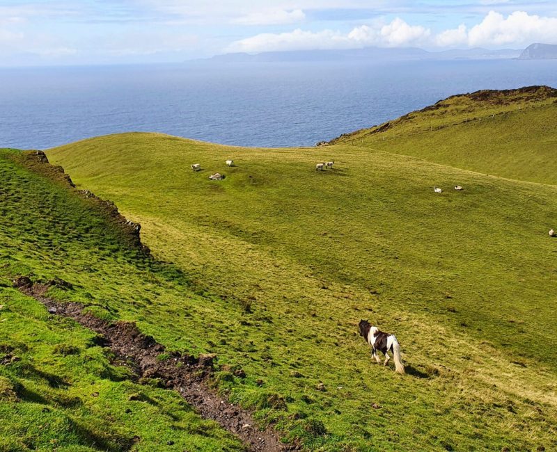 Clare Island horse sheep scaled